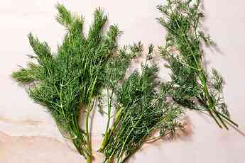 all-about-dill-4117140-hero-06-7ce01b10700d48f3a47be1597a6acec7