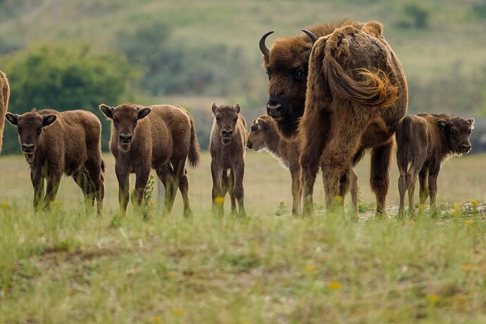 Five-European-bison-calves-born-in-Kraansvlak-the-Netherlands.-July-2015.-Picture-by-Ruud-Maaskant-PWN (2)