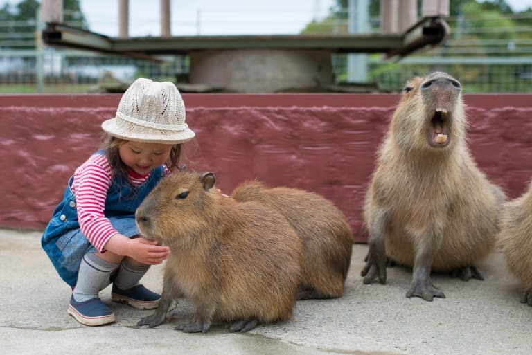 [Image: capybara-pets.jpg]