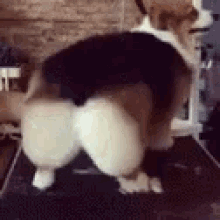 Sexy Dog GIFs | Tenor
