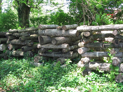 shiitakeplugs-oak