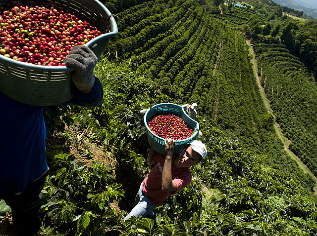 Coffee-harvest-Costa-Rica